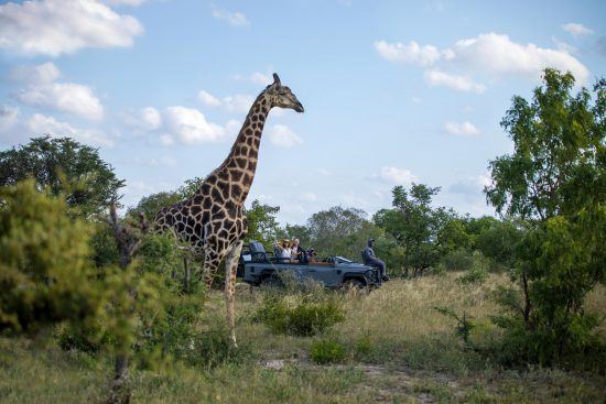 Météo au Parc Kruger | Girafe dans la réserve de Sabi Sand