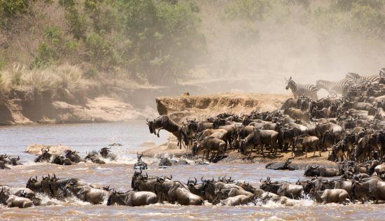 Gnus überqueren einen Fluss in Ostafrika