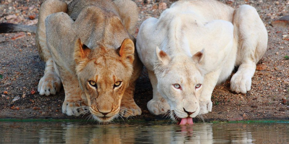 The Timbavati is the sanctuary of the white lion