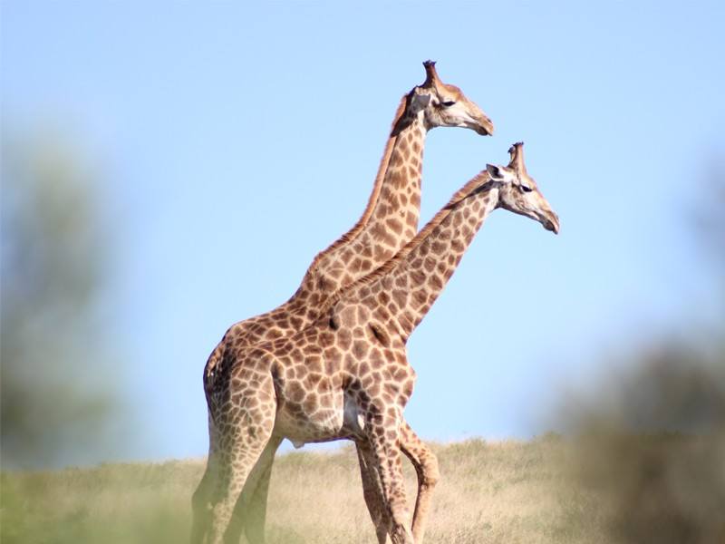 LA réserve d'Amakhala est idéale pour un safari sur la Garden Route en Afrique du Sud : venez observer les girafes d'un peu plus près ! 