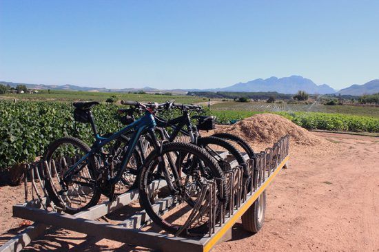 Bicicletas enfileiradas em Somerbosch Wine Farm. Foto: Nathalia Marangoni