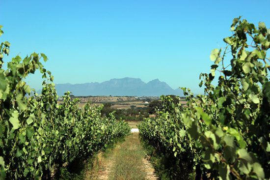 Montanhas como Devil's Peak e Table Mountain emolduradas por vinhedos