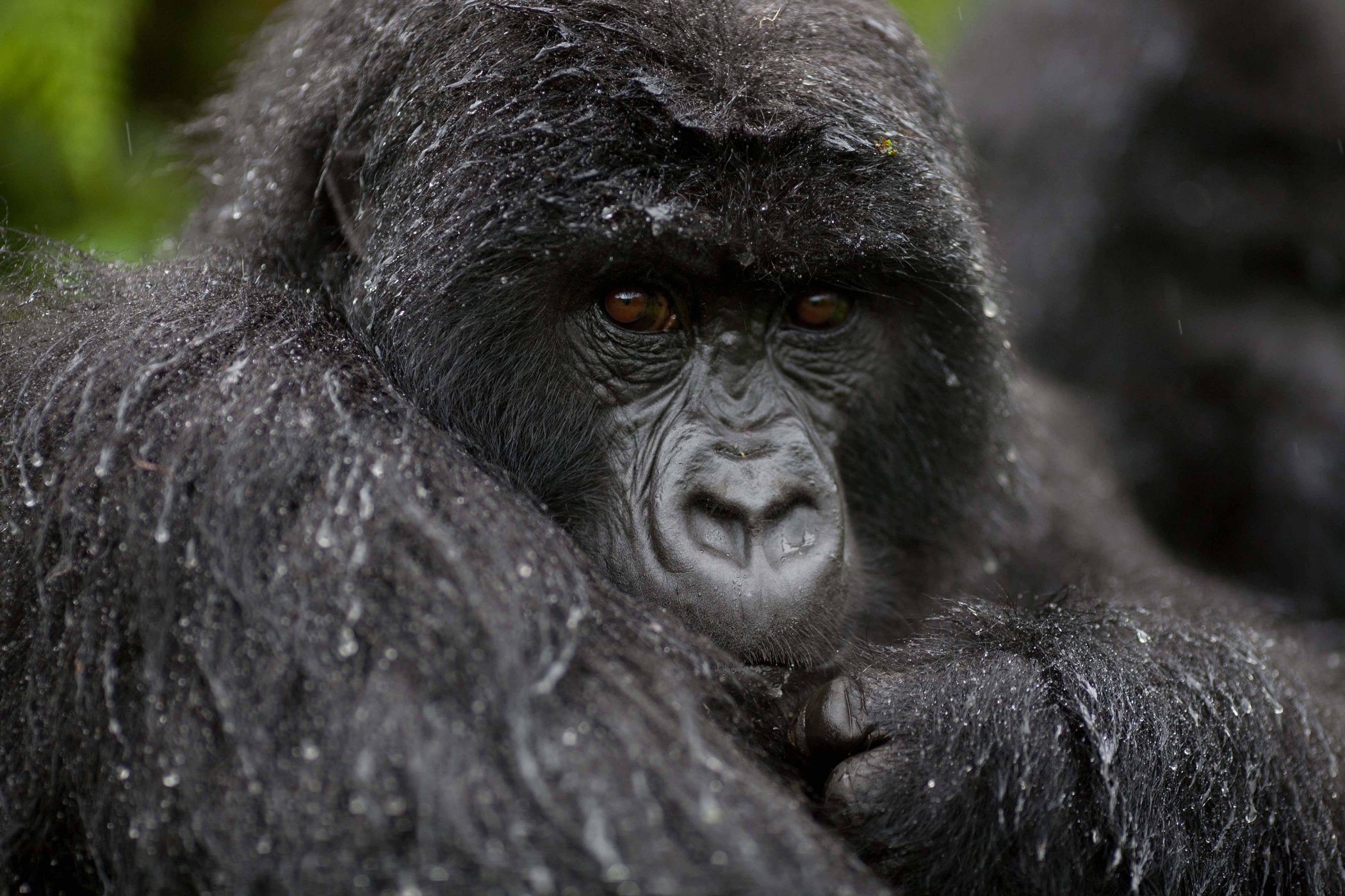 Gorilla under the rain in Uganda's forest