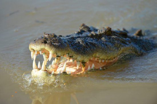 Krokodil im Wasser