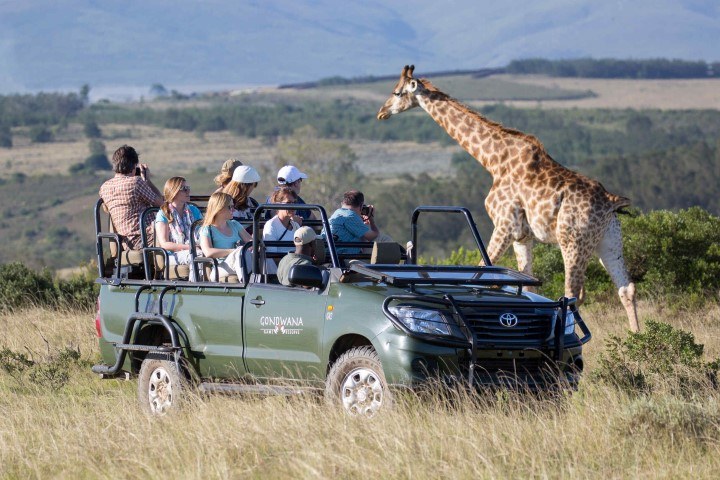 Personen auf einer Pirschfahrt im Gondwana Game Reserve beobachten eine Giraffe - Safari-Lodges entlang der Garden Route