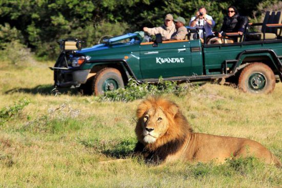 Safari an der Garden Route: Ein Löwe liegt vor einem Safari-Fahrzeug im Kwandwe Private Game Reserve