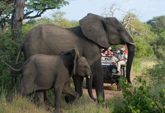 Durante tu estancia en el Parque Kruger vivirás multitud de encuentros con la fauna local