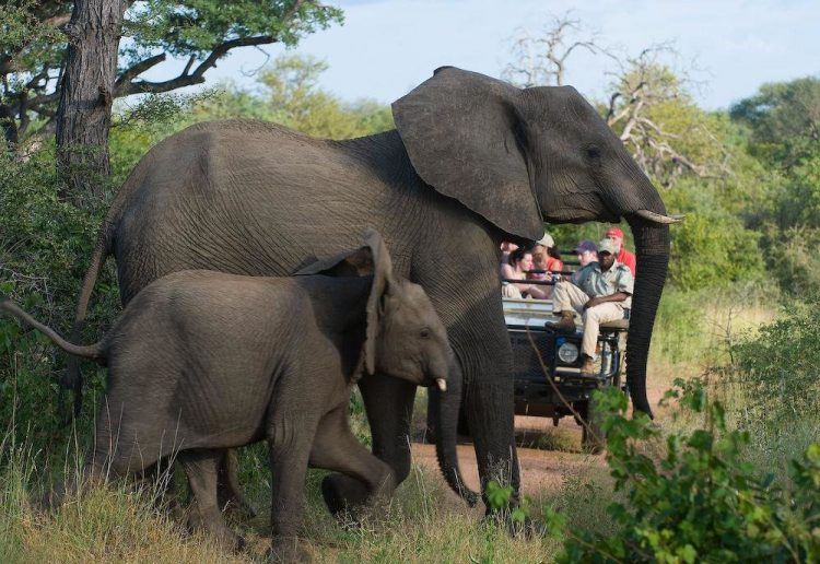 Elephants cross the road in Kruger National Park. 