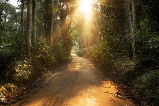 Licht fällt durch den dichten Regenwald auf einen Sandweg in der Republik Kongo