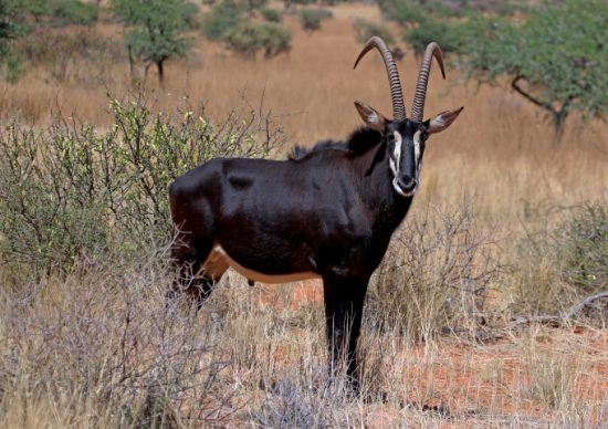 Eine Säbelantilope im Busch