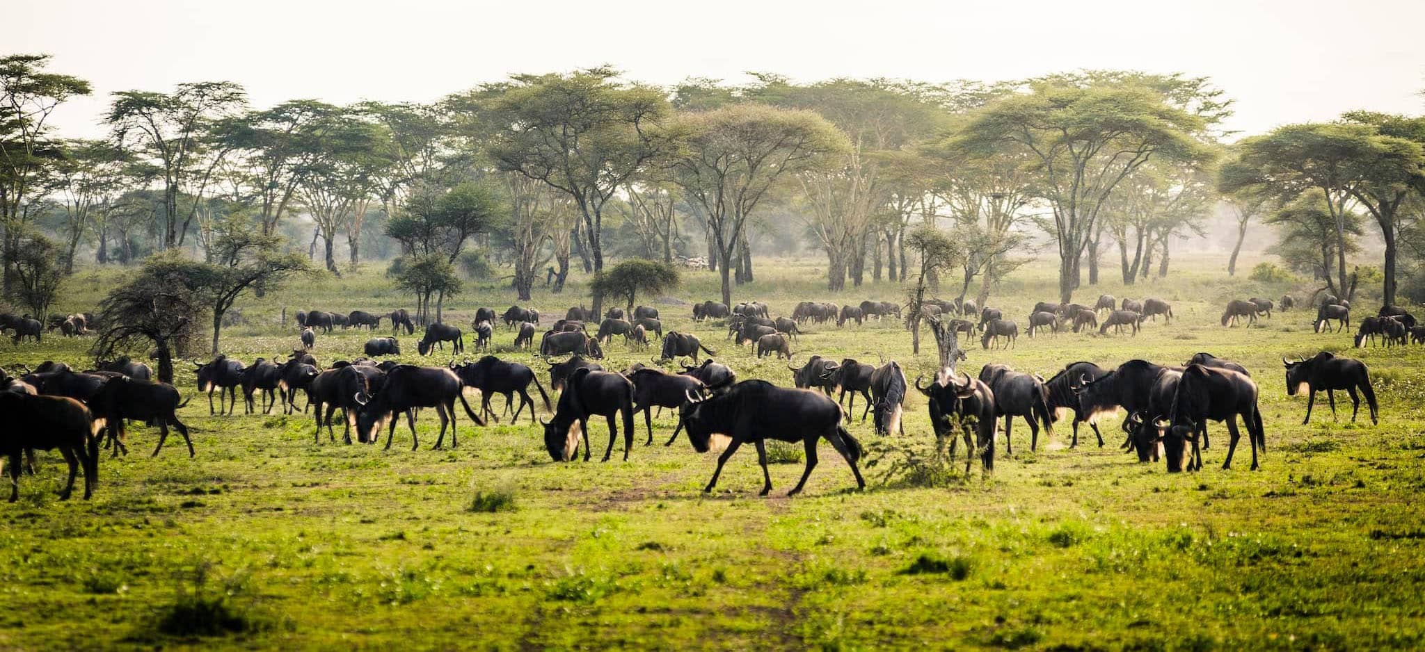 Wildebeest in Serengeti National Park