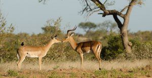 Timbavati et sa faune sauvage abondante.