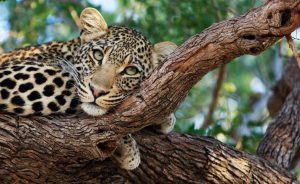 Léopard perché sur une branche d'arbre à Timbavati en Afrique du Sud, la réserve qui abrite également le lion blanc. 