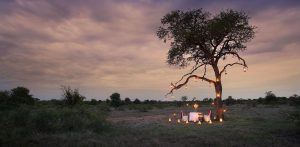 Safari Romantique à Timbavati, réserve du lion blanc. 