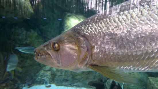 Nahaufnahme eines Tigerfischs