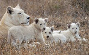 Où voir le lion blanc ? Dans la réserve de Timbavati, au parc Kruger en Afrique du Sud. Ici une famille de lions blancs