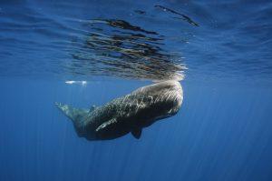 faune de île Maurice : Baleine cachalot