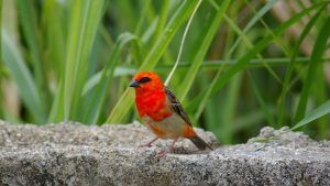 Seychelles Wildlife