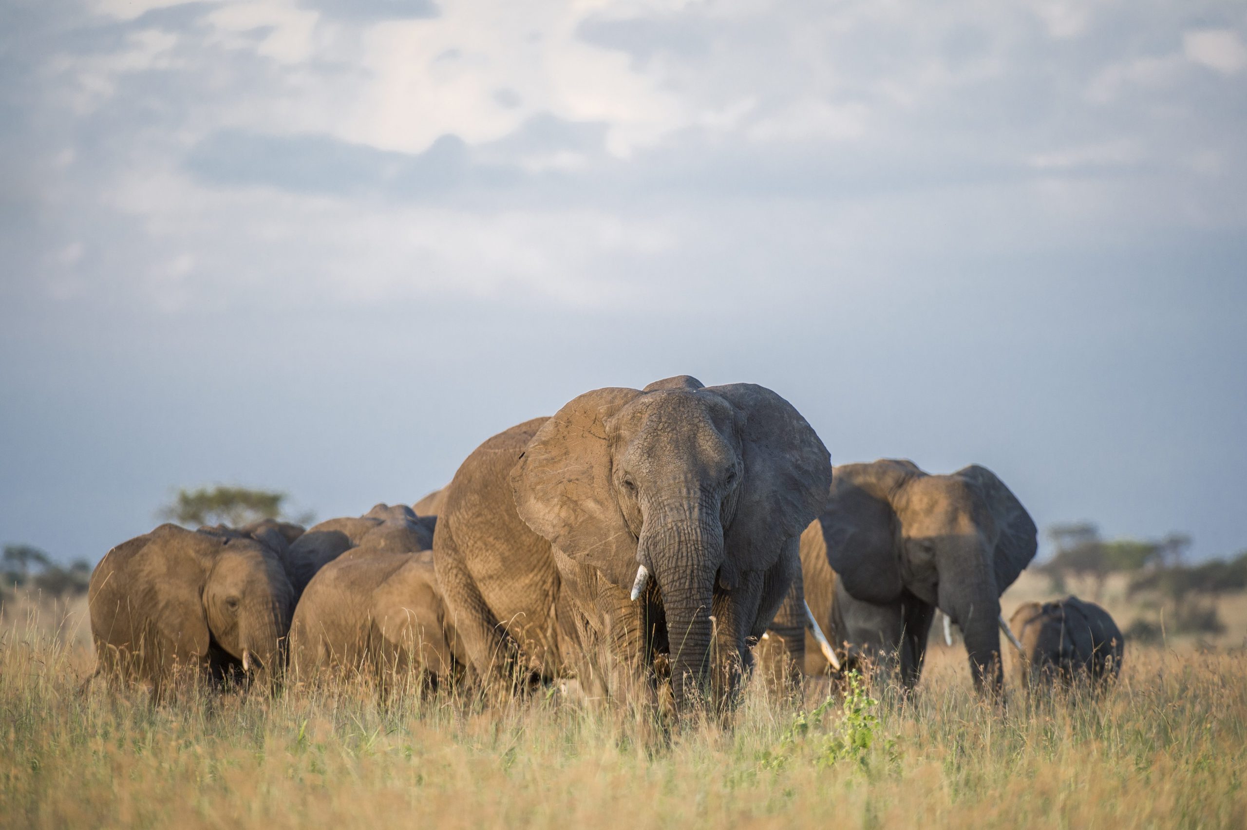 A herd of elephants