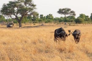 Zambezi National Park