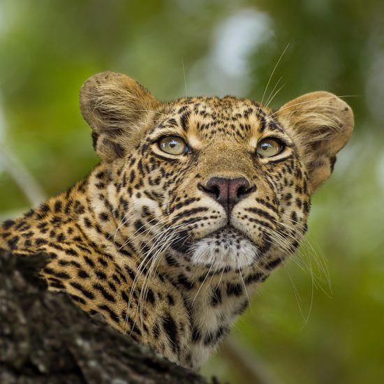 Ndzanzeni, miembro actual de la "familia real" de leopardos en Londolozi. 