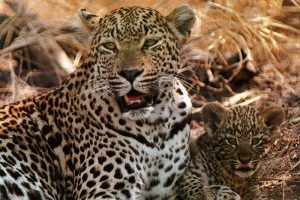 Léopards de Londolozi : la mother leopard et son petit 