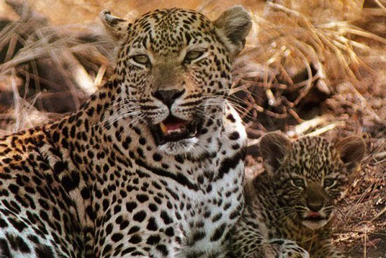 Nahaufnahme der Leopardin „Mother Leopard“ bei Londolozi - Leoparden in Sabi Sands