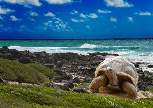 Seychelles Wildlife