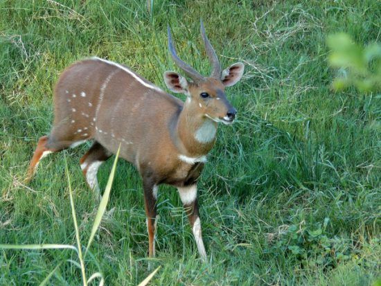 Ein kleiner Buschbock im grünen Busch