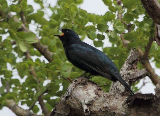 Ein Schwarzer Stachelbürzler beim Singen in einem Baum