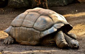 faune de île Maurice : tortue géante