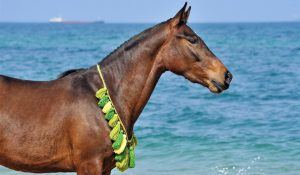 vacances à l'île maurice: balade à cheval