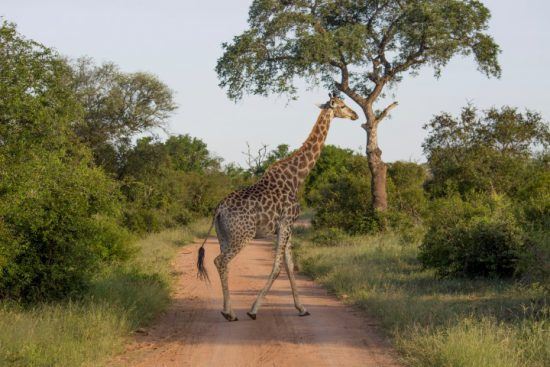 Eine Giraffe in der Greater Kruger Area überquert einen Weg