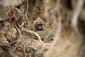 Léopards de Londolozi