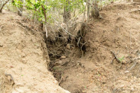 Leopardenmutter mit Nachwuchs versteckt sich in einem ausgetrockneten Flussbett