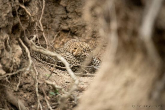 Leopardenjunges mit geschlossenen Augen - Sabi Sand Game Reserve