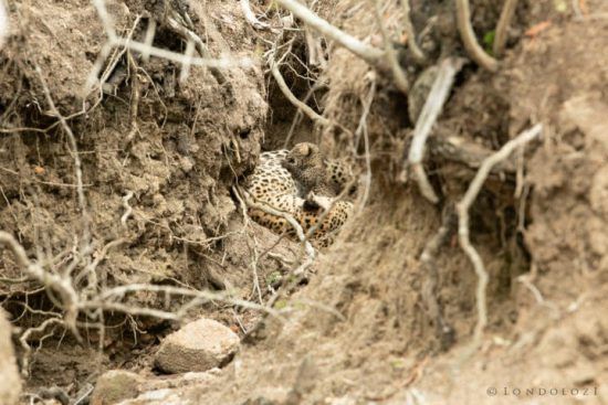 Leopardenjunges versucht, an seiner Mutter zu nuckeln