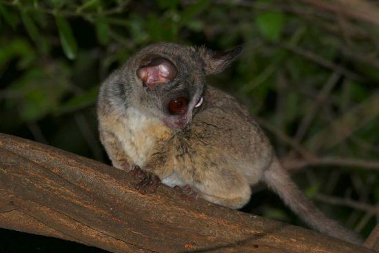 Ein Gewöhnliches Galagos (Bushbaby) in einem Baum