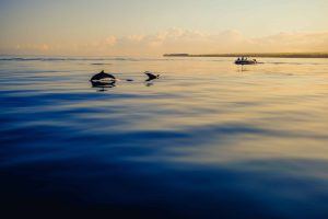 faune de île Maurice : dauphins