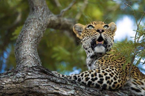 Los leopardos, reyes de Sabi Sand.