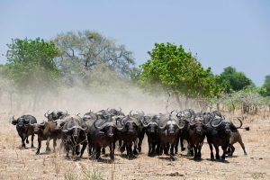 Mana Pools Properties