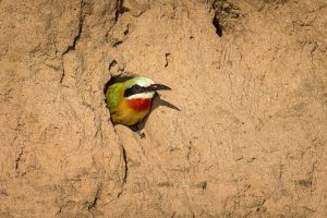 Mana Pools National Park