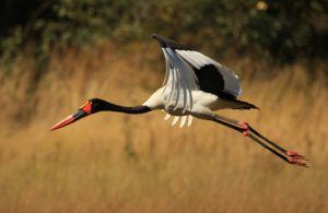 animaux d'afrique du sud