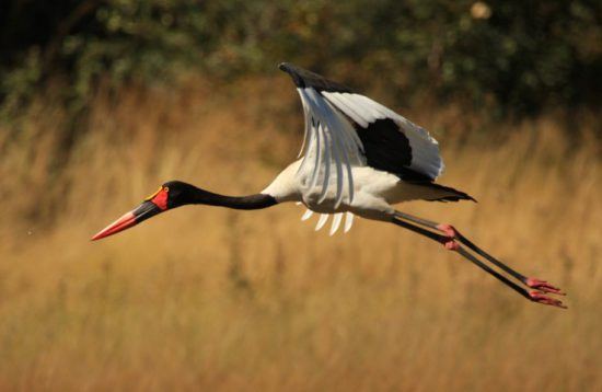 Ein Sattelstorch im Flug