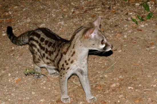 Eine Kleinfleck-Ginsterkatze bei Nacht