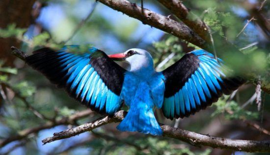 Ein Senegalliest breitet seine Flügel aus