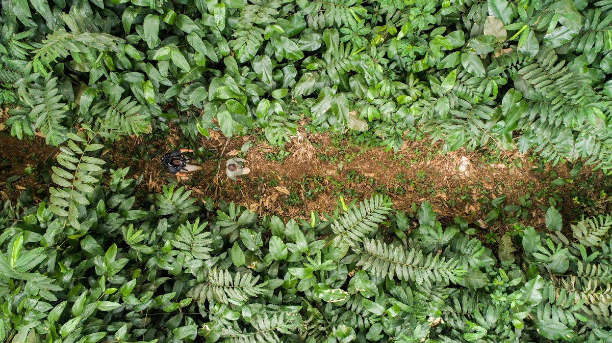 Prepárate para rutas rodeado de selvas tropicales.