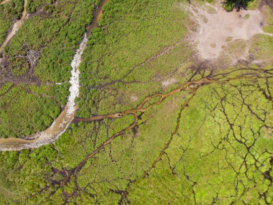 Voyage au Congo-Brazzaville | La forêt tropicale du Bassin du Congo