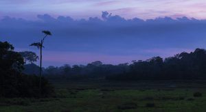 Afrique de l'Ouest | Le Parc National d'Odzala-Kokoua au coucher du soleil