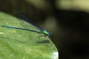 Afrique de l'Ouest | Jolie libellule du Parc National d'Ozdala-Kokoua